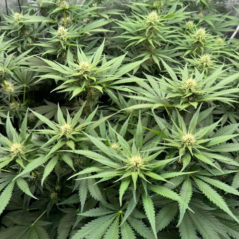 Orange Hippo x Lemon Skunk x Purple Haze x Gelato x Gorilla Glue growlog timeline photo