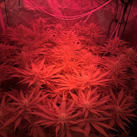 Orange Hippo x Lemon Skunk x Purple Haze x Gelato x Gorilla Glue growlog timeline photo