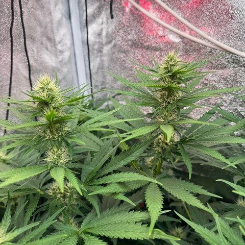 Orange Hippo x Lemon Skunk x Purple Haze x Gelato x Gorilla Glue growlog timeline photo