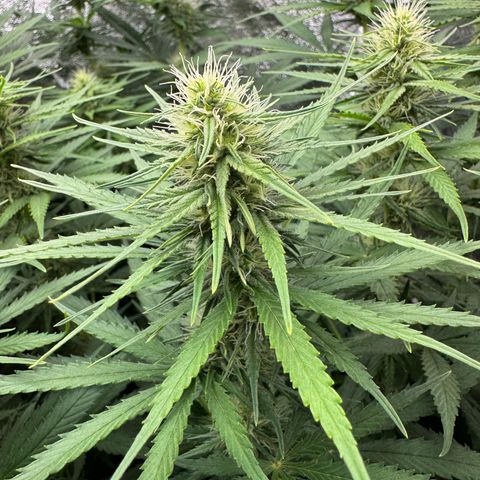 Orange Hippo x Lemon Skunk x Purple Haze x Gelato x Gorilla Glue growlog timeline photo