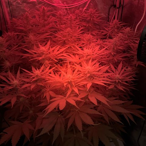 Orange Hippo x Lemon Skunk x Purple Haze x Gelato x Gorilla Glue growlog timeline photo