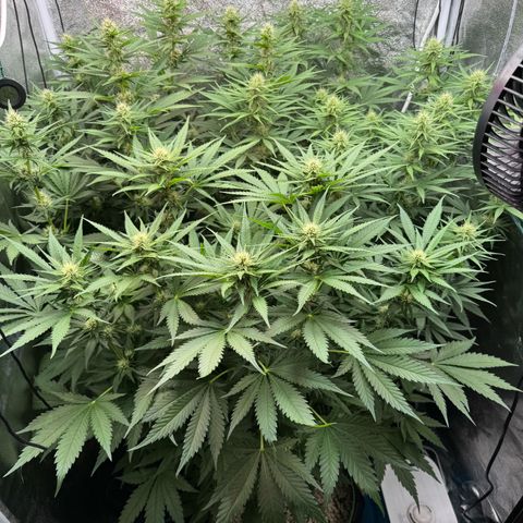 Orange Hippo x Lemon Skunk x Purple Haze x Gelato x Gorilla Glue growlog timeline photo
