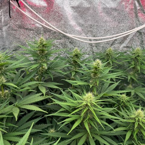 Orange Hippo x Lemon Skunk x Purple Haze x Gelato x Gorilla Glue growlog timeline photo