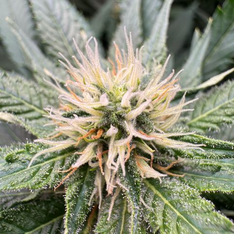Orange Hippo x Lemon Skunk x Purple Haze x Gelato x Gorilla Glue growlog timeline photo