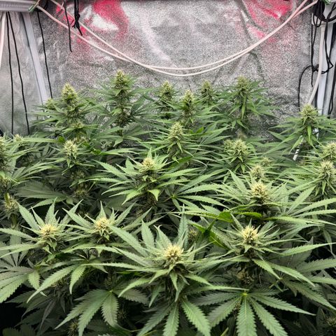 Orange Hippo x Lemon Skunk x Purple Haze x Gelato x Gorilla Glue growlog timeline photo