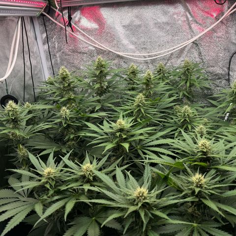 Orange Hippo x Lemon Skunk x Purple Haze x Gelato x Gorilla Glue growlog timeline photo