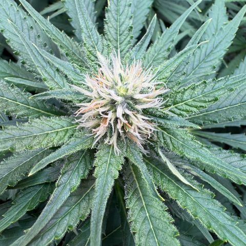 Orange Hippo x Lemon Skunk x Purple Haze x Gelato x Gorilla Glue growlog timeline photo