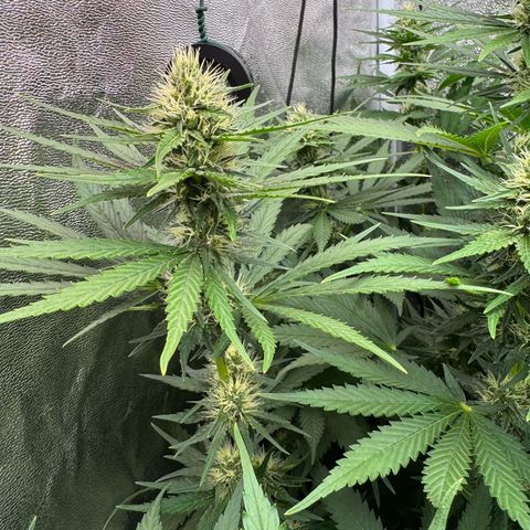 Orange Hippo x Lemon Skunk x Purple Haze x Gelato x Gorilla Glue growlog timeline photo