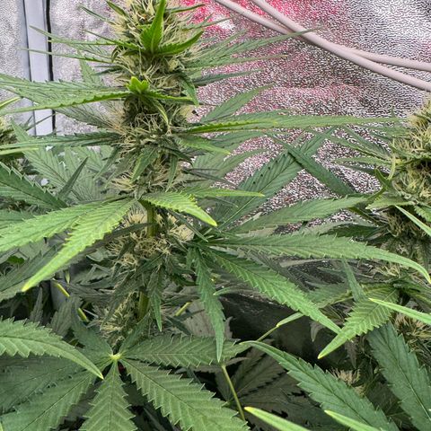 Orange Hippo x Lemon Skunk x Purple Haze x Gelato x Gorilla Glue growlog timeline photo