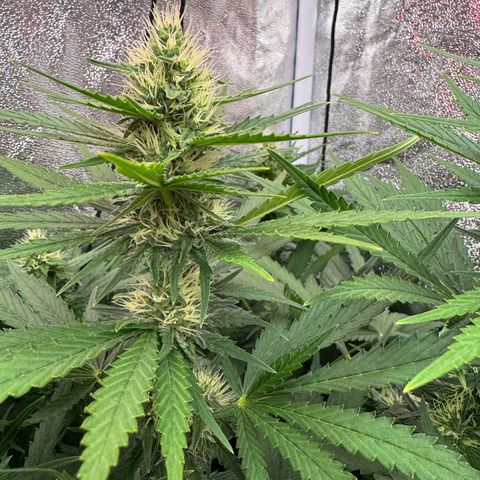 Orange Hippo x Lemon Skunk x Purple Haze x Gelato x Gorilla Glue growlog timeline photo