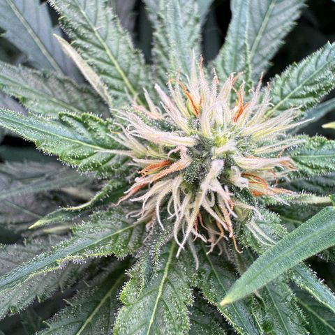 Orange Hippo x Lemon Skunk x Purple Haze x Gelato x Gorilla Glue growlog timeline photo