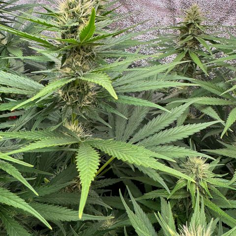 Orange Hippo x Lemon Skunk x Purple Haze x Gelato x Gorilla Glue growlog timeline photo