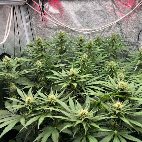 Orange Hippo x Lemon Skunk x Purple Haze x Gelato x Gorilla Glue growlog timeline photo