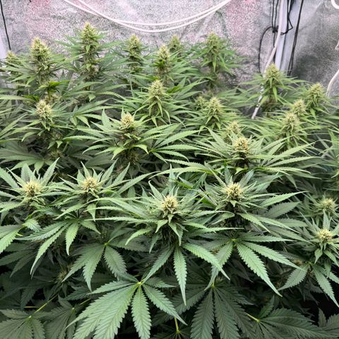 Orange Hippo x Lemon Skunk x Purple Haze x Gelato x Gorilla Glue growlog timeline photo