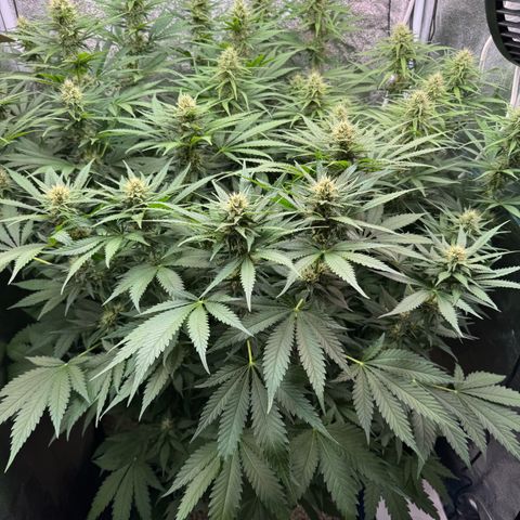 Orange Hippo x Lemon Skunk x Purple Haze x Gelato x Gorilla Glue growlog timeline photo