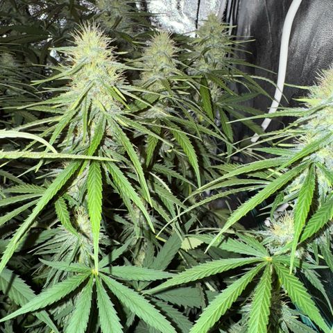 Orange Hippo x Lemon Skunk x Purple Haze x Gelato x Gorilla Glue growlog timeline photo