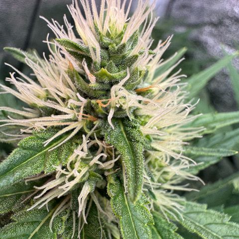 Orange Hippo x Lemon Skunk x Purple Haze x Gelato x Gorilla Glue growlog timeline photo