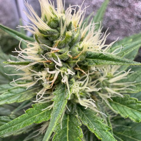 Orange Hippo x Lemon Skunk x Purple Haze x Gelato x Gorilla Glue growlog timeline photo
