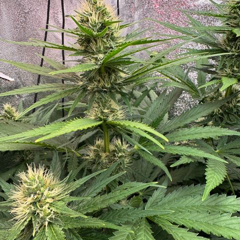 Orange Hippo x Lemon Skunk x Purple Haze x Gelato x Gorilla Glue growlog timeline photo