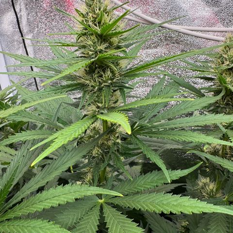 Orange Hippo x Lemon Skunk x Purple Haze x Gelato x Gorilla Glue growlog timeline photo