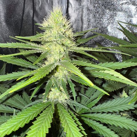 Orange Hippo x Lemon Skunk x Purple Haze x Gelato x Gorilla Glue growlog timeline photo