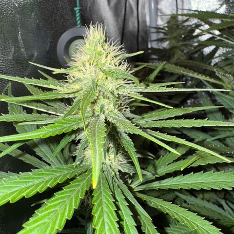 Orange Hippo x Lemon Skunk x Purple Haze x Gelato x Gorilla Glue growlog timeline photo
