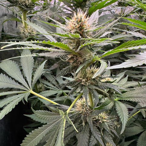 Orange Hippo x Lemon Skunk x Purple Haze x Gelato x Gorilla Glue growlog timeline photo