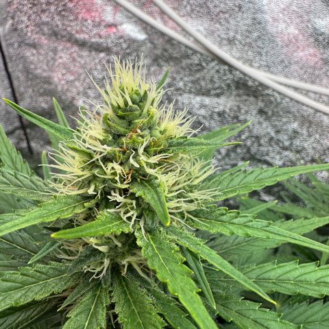 Orange Hippo x Lemon Skunk x Purple Haze x Gelato x Gorilla Glue growlog timeline photo