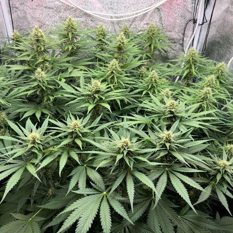Orange Hippo x Lemon Skunk x Purple Haze x Gelato x Gorilla Glue growlog timeline photo