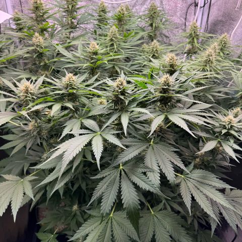 Orange Hippo x Lemon Skunk x Purple Haze x Gelato x Gorilla Glue growlog timeline photo
