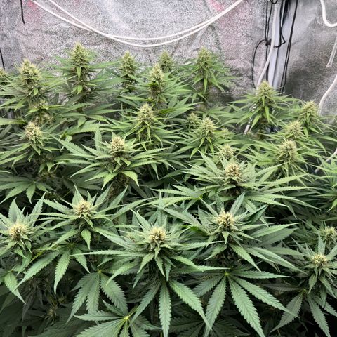 Orange Hippo x Lemon Skunk x Purple Haze x Gelato x Gorilla Glue growlog timeline photo