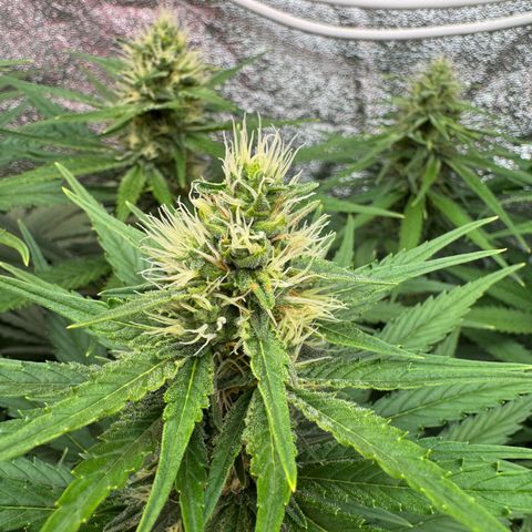 Orange Hippo x Lemon Skunk x Purple Haze x Gelato x Gorilla Glue growlog timeline photo