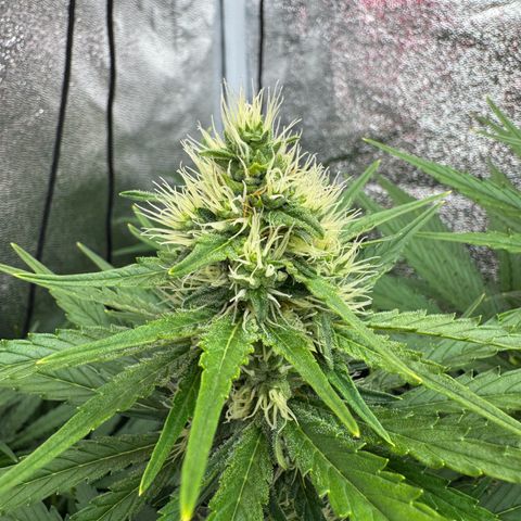 Orange Hippo x Lemon Skunk x Purple Haze x Gelato x Gorilla Glue growlog timeline photo
