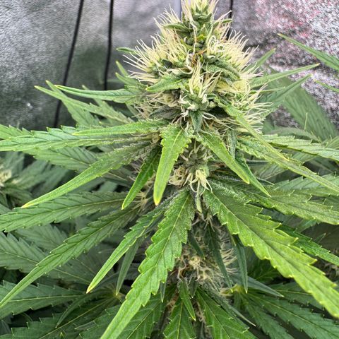 Orange Hippo x Lemon Skunk x Purple Haze x Gelato x Gorilla Glue growlog timeline photo