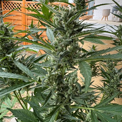 Orange Hippo x Lemon Skunk x Purple Haze x Gelato x Gorilla Glue growlog timeline photo