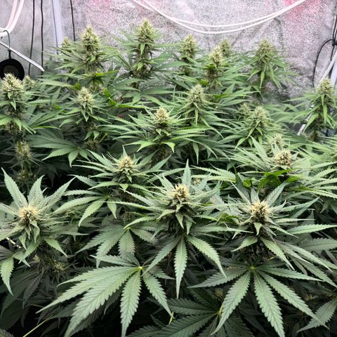 Orange Hippo x Lemon Skunk x Purple Haze x Gelato x Gorilla Glue growlog timeline photo