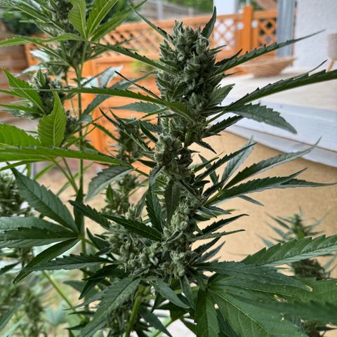 Orange Hippo x Lemon Skunk x Purple Haze x Gelato x Gorilla Glue growlog timeline photo