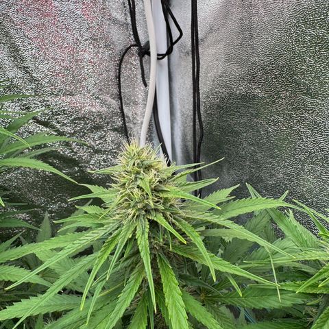 Orange Hippo x Lemon Skunk x Purple Haze x Gelato x Gorilla Glue growlog timeline photo