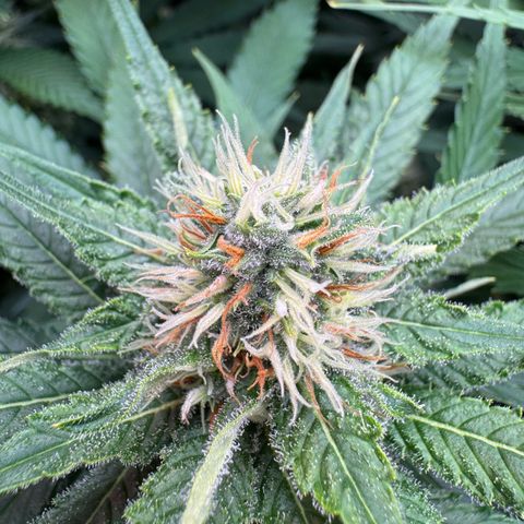 Orange Hippo x Lemon Skunk x Purple Haze x Gelato x Gorilla Glue growlog timeline photo