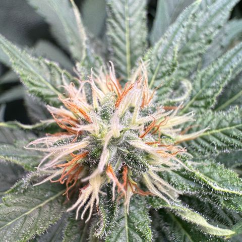 Orange Hippo x Lemon Skunk x Purple Haze x Gelato x Gorilla Glue growlog timeline photo