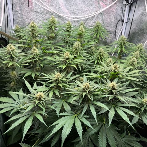Orange Hippo x Lemon Skunk x Purple Haze x Gelato x Gorilla Glue growlog timeline photo