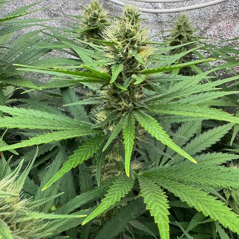 Orange Hippo x Lemon Skunk x Purple Haze x Gelato x Gorilla Glue growlog timeline photo