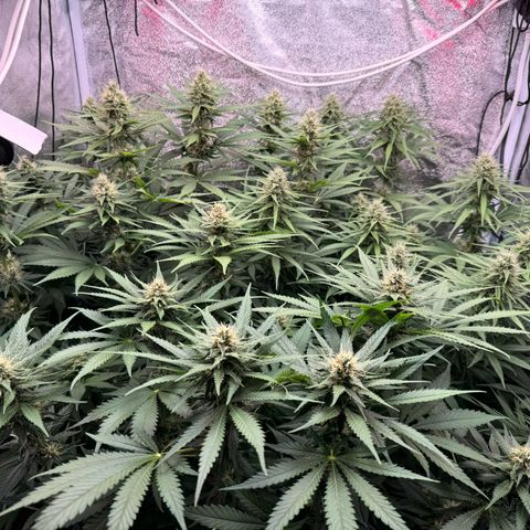 Orange Hippo x Lemon Skunk x Purple Haze x Gelato x Gorilla Glue growlog timeline photo