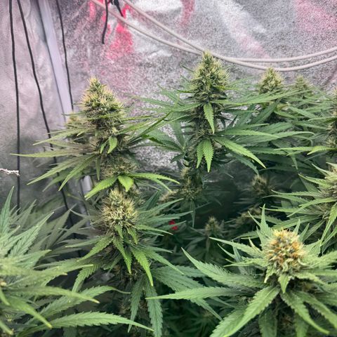 Orange Hippo x Lemon Skunk x Purple Haze x Gelato x Gorilla Glue growlog timeline photo