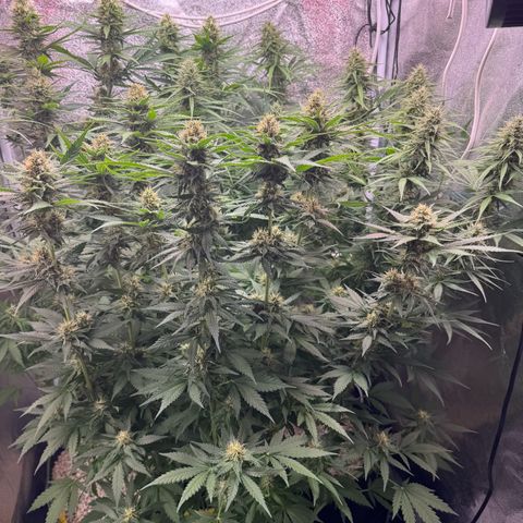 Orange Hippo x Lemon Skunk x Purple Haze x Gelato x Gorilla Glue growlog timeline photo