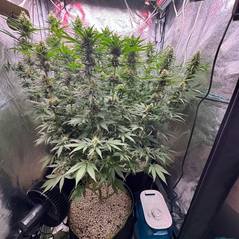 Orange Hippo x Lemon Skunk x Purple Haze x Gelato x Gorilla Glue growlog timeline photo
