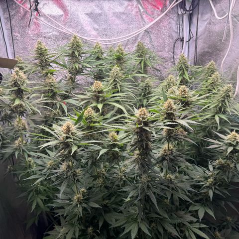 Orange Hippo x Lemon Skunk x Purple Haze x Gelato x Gorilla Glue growlog timeline photo