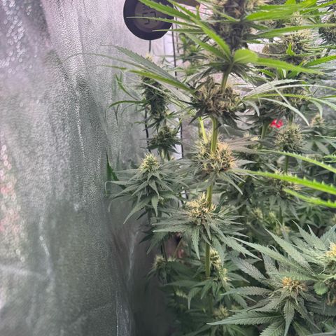 Orange Hippo x Lemon Skunk x Purple Haze x Gelato x Gorilla Glue growlog timeline photo