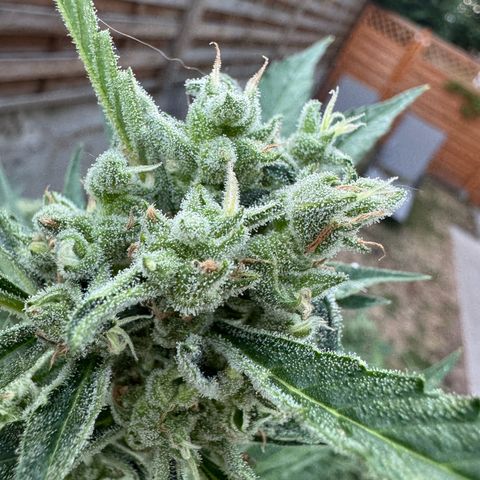 Orange Hippo x Lemon Skunk x Purple Haze x Gelato x Gorilla Glue growlog timeline photo