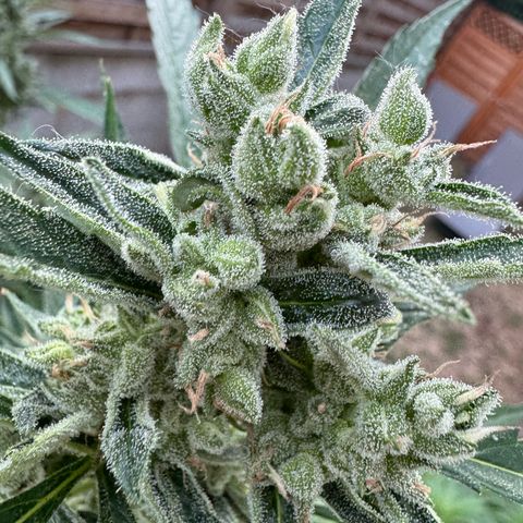 Orange Hippo x Lemon Skunk x Purple Haze x Gelato x Gorilla Glue growlog timeline photo